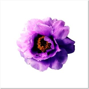 Purple Peony Flower Posters and Art